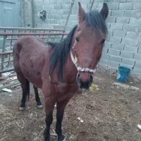 اسب نرون قیمت مناسب به شرت گلگی بودن یورقه بوده