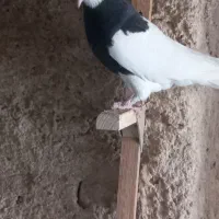 ماده طوق سیاه