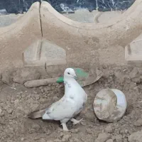 کفتر پا پر