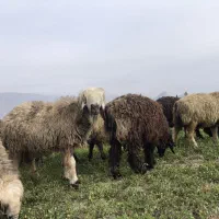 شیشک و میش داشتی|حیوانات مزرعه|فیروزآباد (فارس), |دیوار