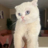 گربه اسکاتیش بریتیش