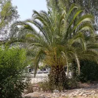 نخل تنه دار بزرگ از یک متر تا ده متر