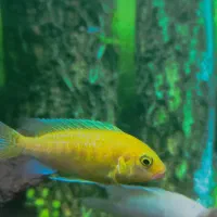 ماهی سیچلاید