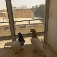 جفت کله|پرنده|تربت جام, شهرک آزادگان|دیوار