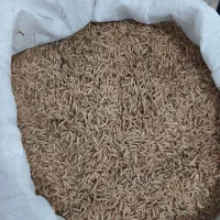 تخم جو هاشمی