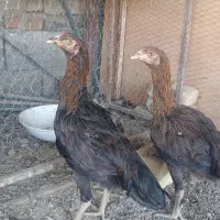 نیمچه لاری معاوضه با خروس