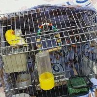 طوطی برزیلی جفت با لوازم|پرنده|امیدیه, |دیوار