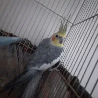 عروس هلندی نر