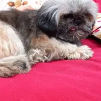 سگ شیتزو سوپر فلت ماده