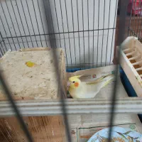 عروس هلندی یک جفت