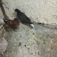 جوجه کنار خیس سوسکی خرمایی|پرنده|نسیمشهر, |دیوار