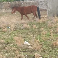 اسب ابستن|اسب و تجهیزات اسبسواری|دهدشت, |دیوار