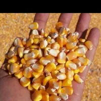 انبار خوراک دام|لوازم جانبی حیوانات|یزد, |دیوار