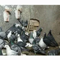 کفتر بوم