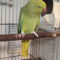 طوطی ملنگو ماده