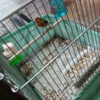 سهره قناری نر بخون