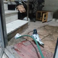 کبوتر|پرنده|قرچک, میرزائی شمالی|دیوار