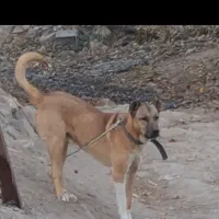 واگذاری توله سگ سرابی ۱۰ ماهه قد ۷۵