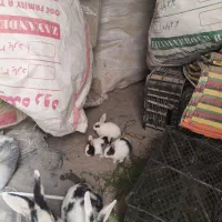 جوجه  خرگوش 400