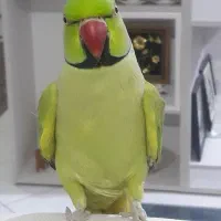 ملنگوسخنگوچلوندنی