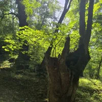 زمین باغچه ای 250متری  ایژدون