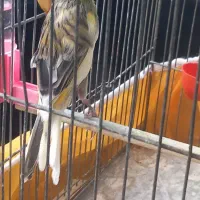 حراج