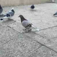 کبوتر|پرنده|فردوسیه, |دیوار