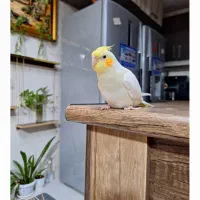 عروس هلندی گم شده