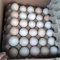 تخممرغ محلی