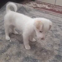 توله چهار ماه نژاد اشپیدز 0