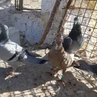 کبوتر  مسافتی پلنگ پلاکی