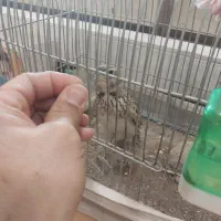 سهره قناری|پرنده|قدس, شهرقدس|دیوار