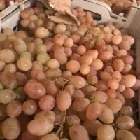 انگور سرخ زمستانی