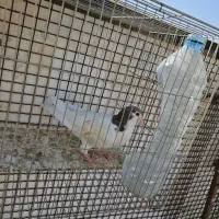 پرنده (کفتر)|پرنده|مشهد, نیزه|دیوار