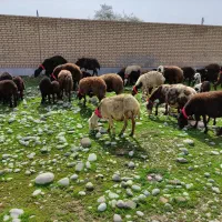 میش و بره افشاری|حیوانات مزرعه|دزفول, |دیوار