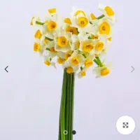 گل نرگس شهلایی