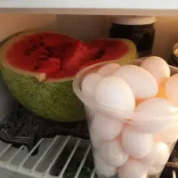 مرغ عشق و طوطی کوتوله در همه رنگ و تخم کبوتر|پرنده|قم, سربخش|دیوار