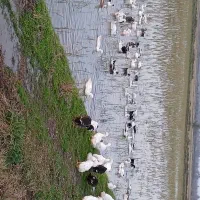 اردک فروشی..دونه‌ ای ۲۶۵