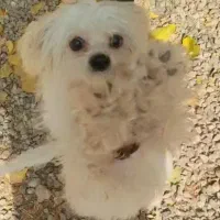 سگ شیتزو سوپر فلت|سگ|یاسوج, |دیوار