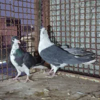 فروش کبوتر دولا دولا|پرنده|خمینی‌شهر, |دیوار