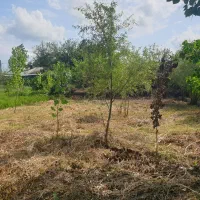 فروش۲۵۰متر زمین بر آسفالت/جاده لاهیجان رشت/دارسازی