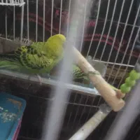 مرغ عشق فروشی|پرنده|ایرانشهر, |دیوار