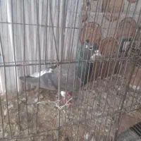 سبز دم سفید|پرنده|مشهد, شهید معقول|دیوار