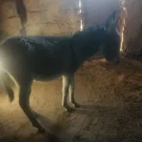 الاغ نر و جوان و آرام|حیوانات مزرعه|امیرآباد, |دیوار