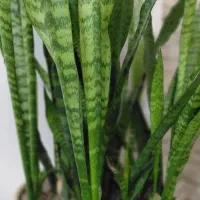 گل شمشیری|گل و گیاه طبیعی|رشت, نخودچر|دیوار