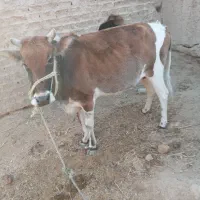 گاو بار دار ۵ماه هست|حیوانات مزرعه|بیرک, |دیوار