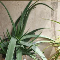 گیاه آلورا مولد گیاه بزرگی