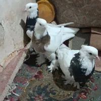 کفترطوقی|پرنده|آران و بیدگل, |دیوار