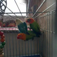 . طوطی کوتوله نژاد دار خاص .نجف آباد|پرنده|نجفآباد, فردوسی شمالی|دیوار