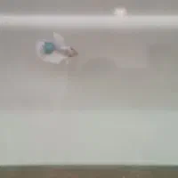 ماهی فایتر نر|ماهی|مشهد, شهرک بهارستان|دیوار